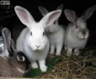 Кролики в свои норы